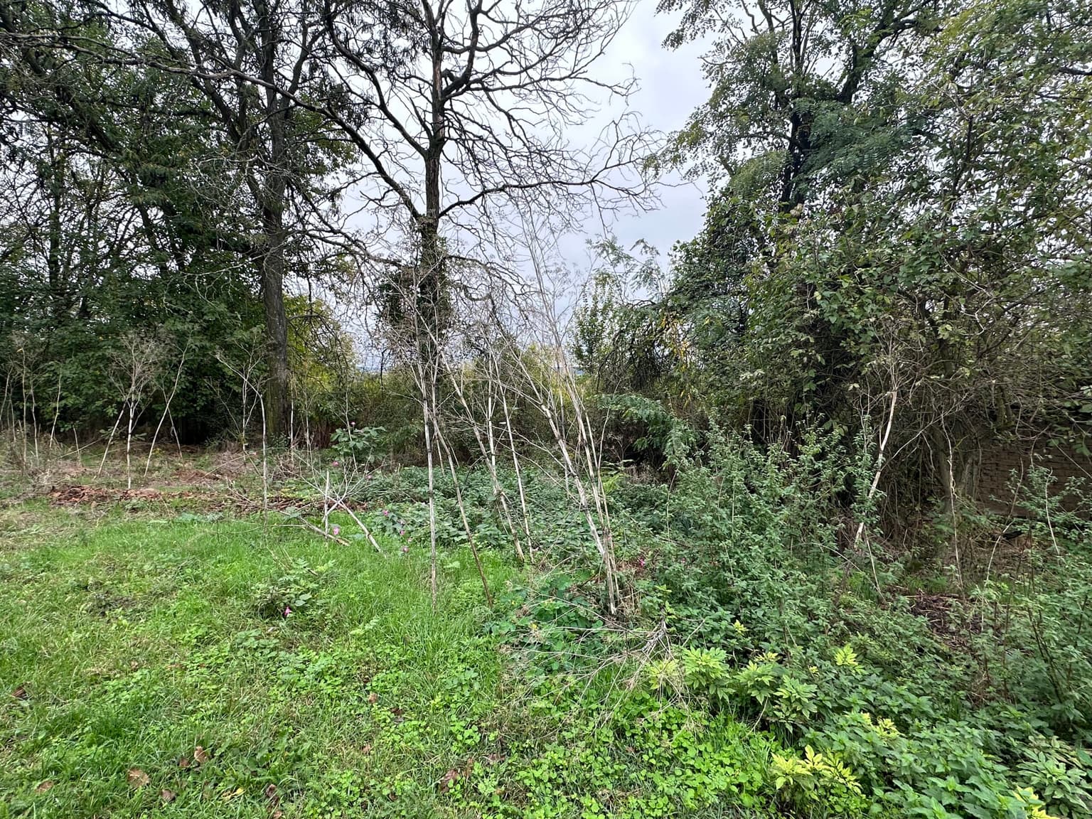 Whispering Woodland Retreat – Lomtsi in Lomtsi